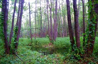 Брянский лес и его обитатели. Автор: Михаил Чертопруд